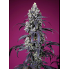 Tropicanna Cherry XL Auto